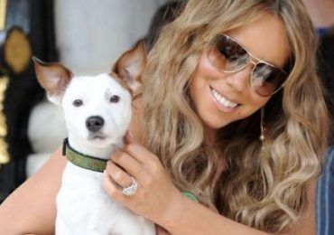 El lujoso estilo de vida de las mascotas de los famosos