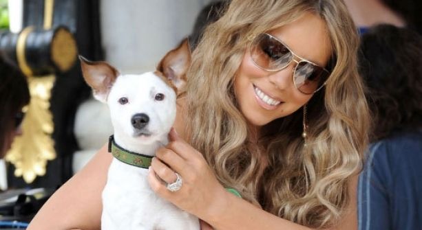 El lujoso estilo de vida de las mascotas de los famosos