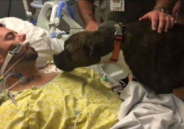 El último adiós de una perrita a su dueño