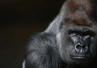 Las muertes de animales que han impactado en redes sociales