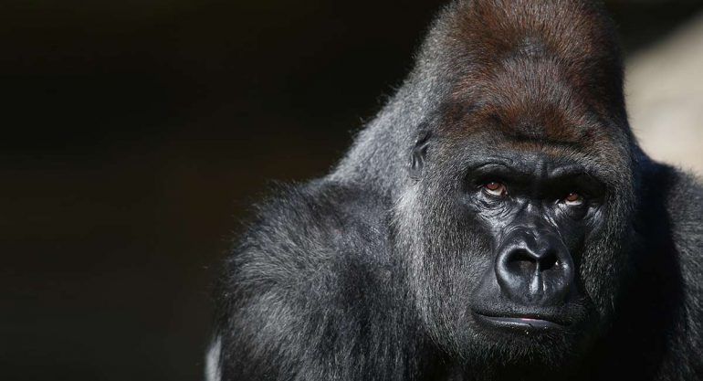 Las muertes de animales que han impactado en redes sociales