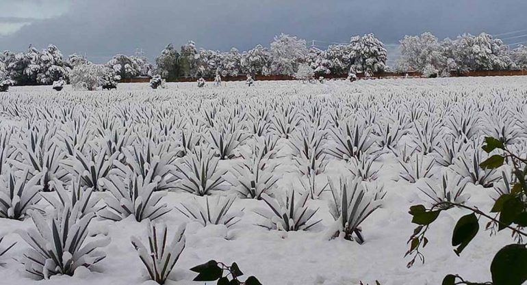México bajo la nieve